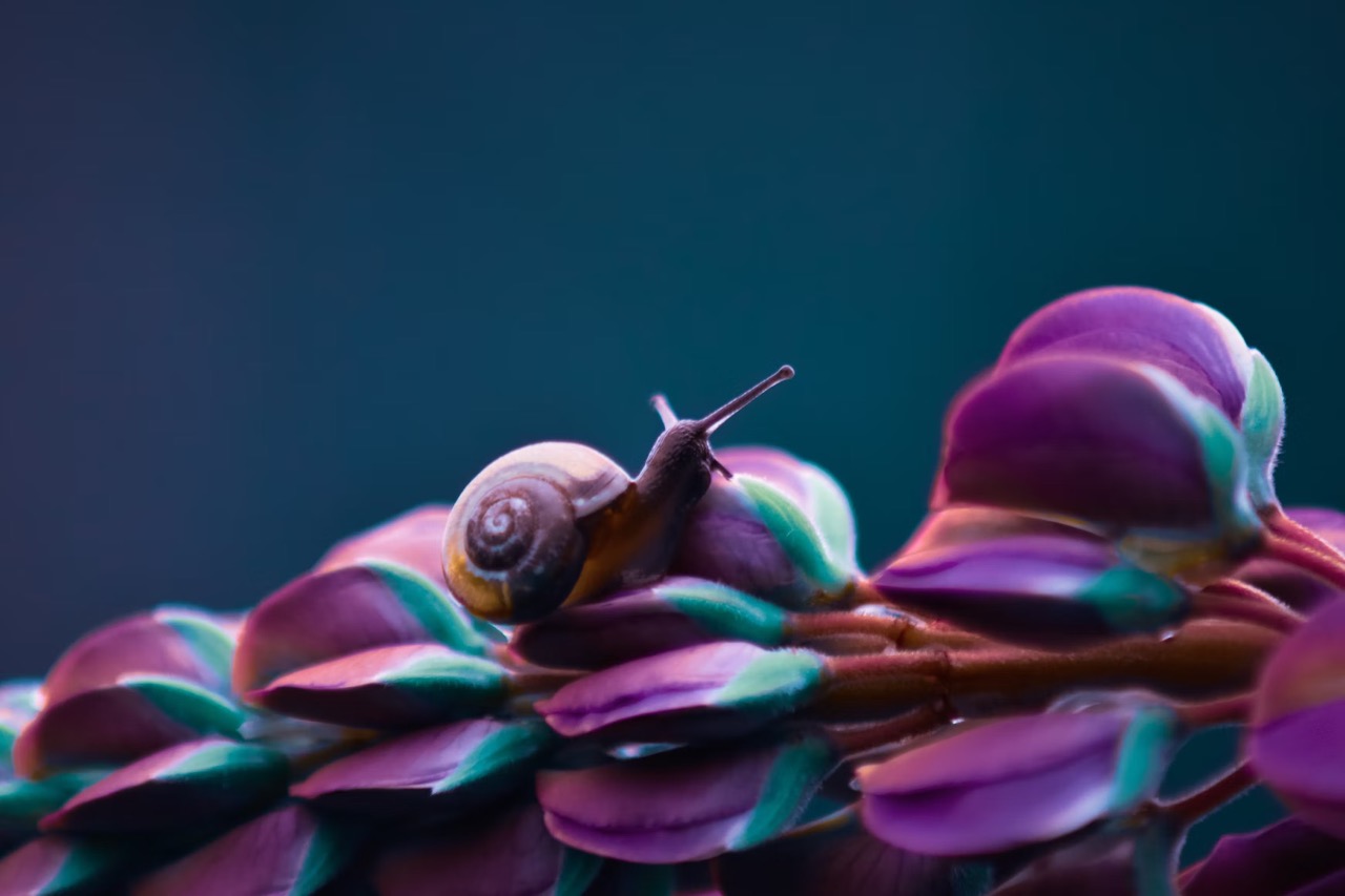 Snail on purple flower